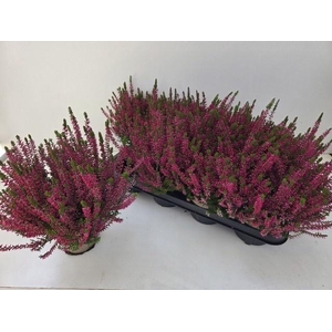 CALLU GA G FRANCA