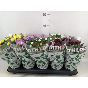 Chrysanthemum   ..mix 5