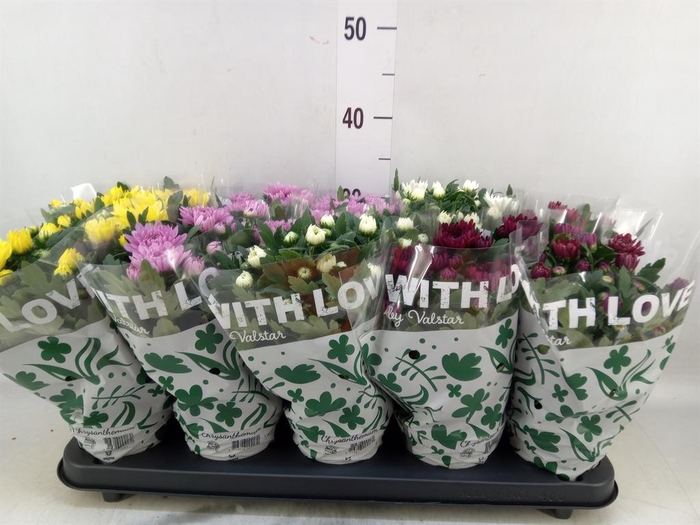 <h4>Chrysanthemum   ..mix 5</h4>