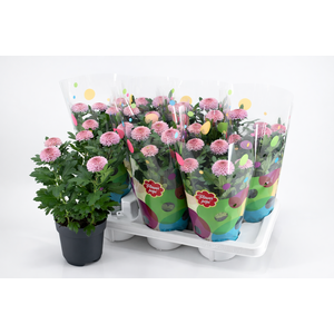 Flowerpops Mono Pink