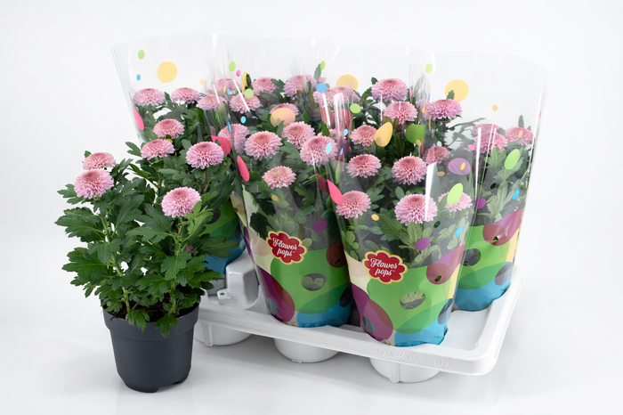 <h4>Flowerpops Mono Pink</h4>