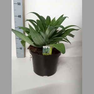 AGAVE OV