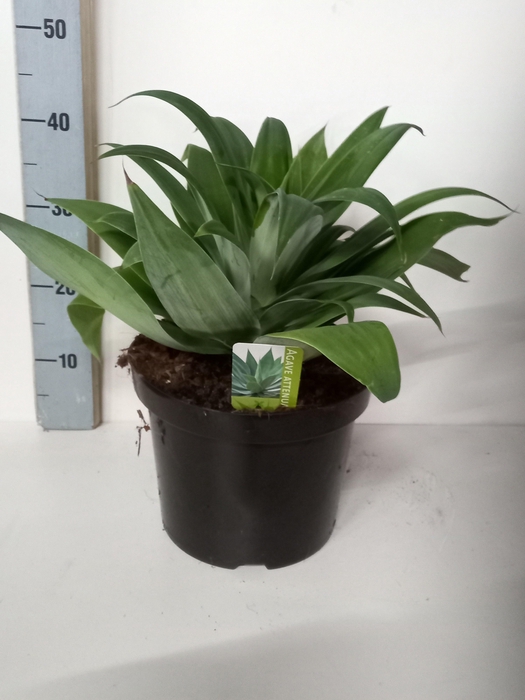 <h4>AGAVE OV</h4>