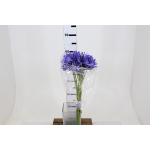AGAPANTHUS AZUL