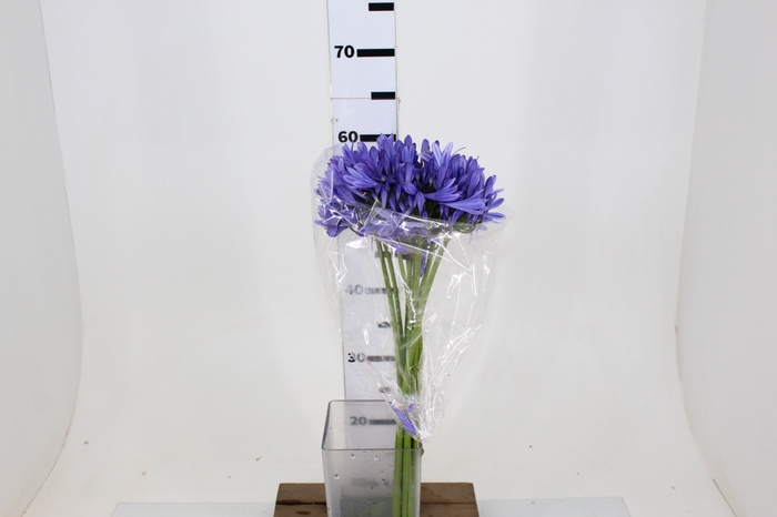 AGAPANTHUS AZUL