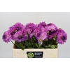 Dahlia Mediterrannee