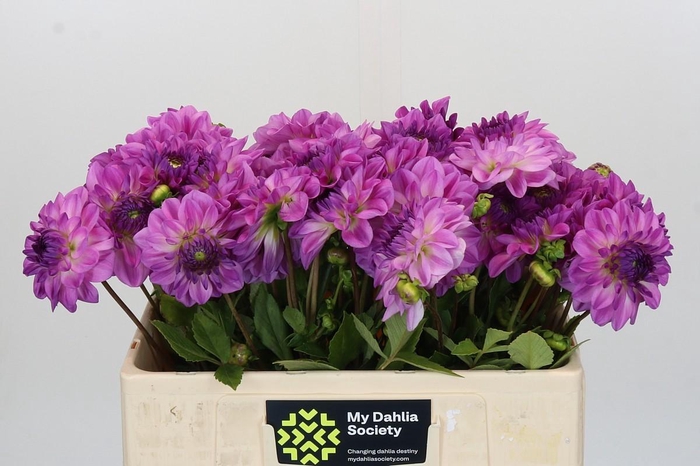 Dahlia Mediterrannee