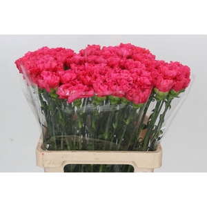 Dianthus St Bizet