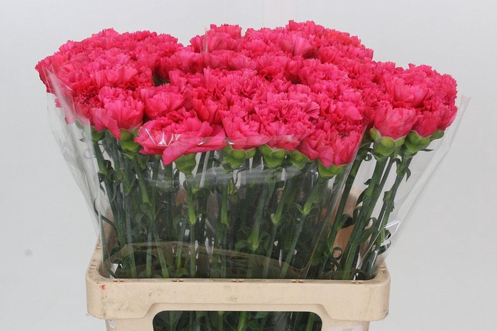 <h4>Dianthus St Bizet</h4>