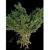 Chamaecyparis Obtusa Draht
