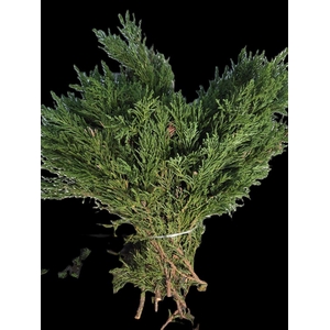 Chamaecyparis Obtusa Draht