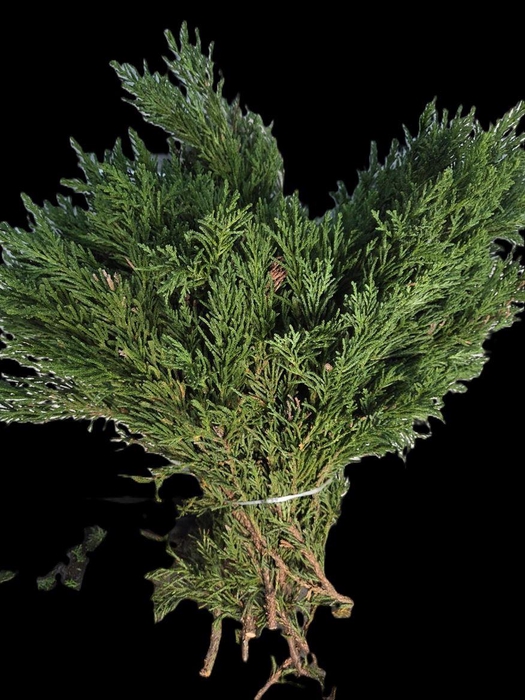Chamaecyparis Obtusa Draht