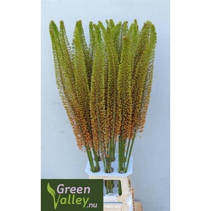 Eremurus Emmy Rodenburg Green Valley