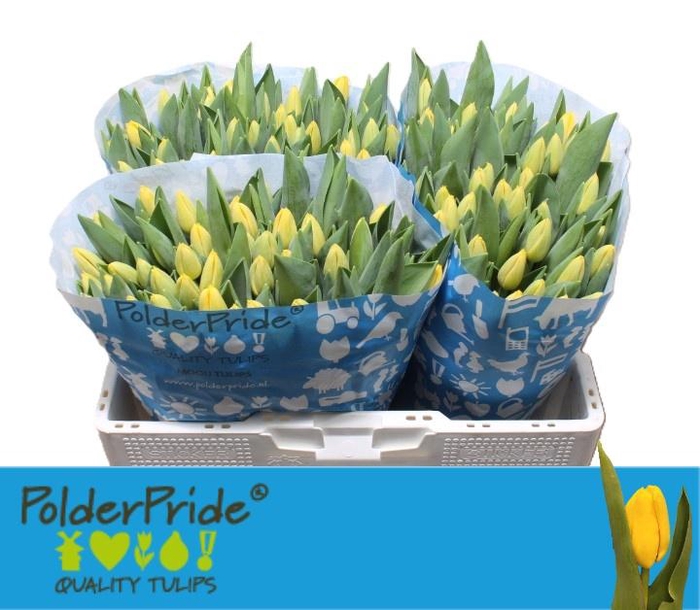 <h4>Tu En Novi Sun</h4>