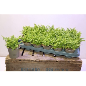 arr8 Nephr Ex Vitale