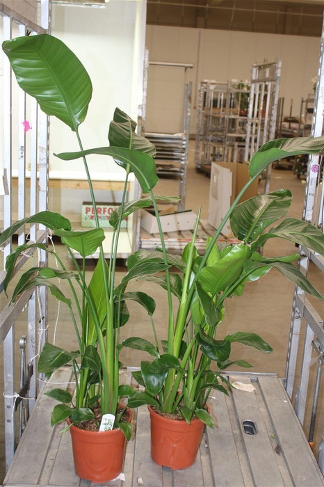 <h4>Strelitzia Nicolai</h4>