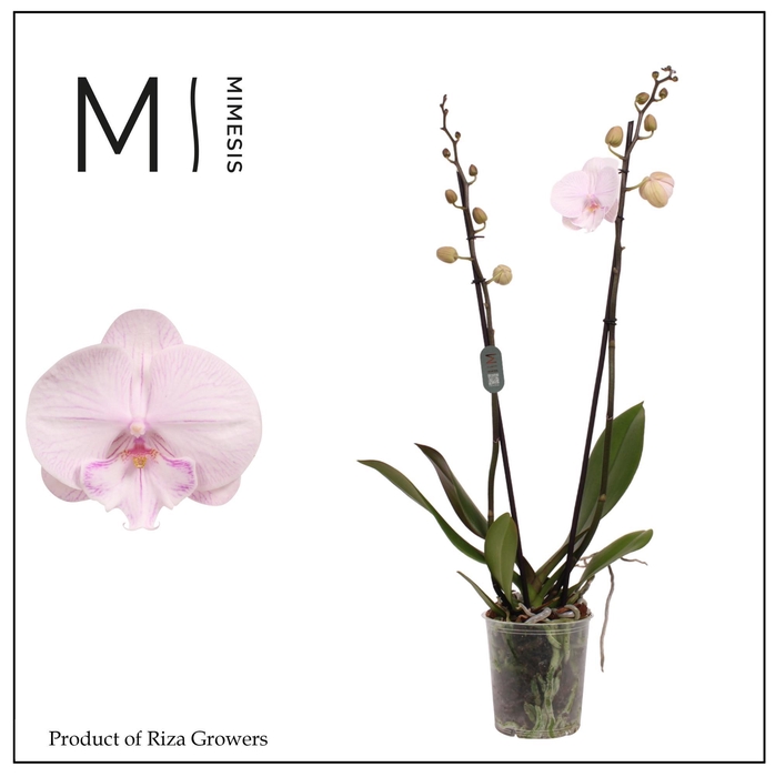 <h4>Phalaenopsis Ambon 2 spike – 12cm | Mimesis</h4>
