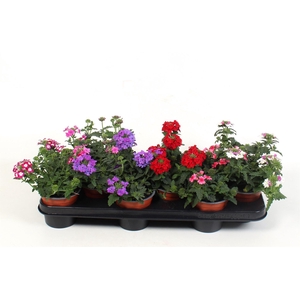 Verbena   ...mix