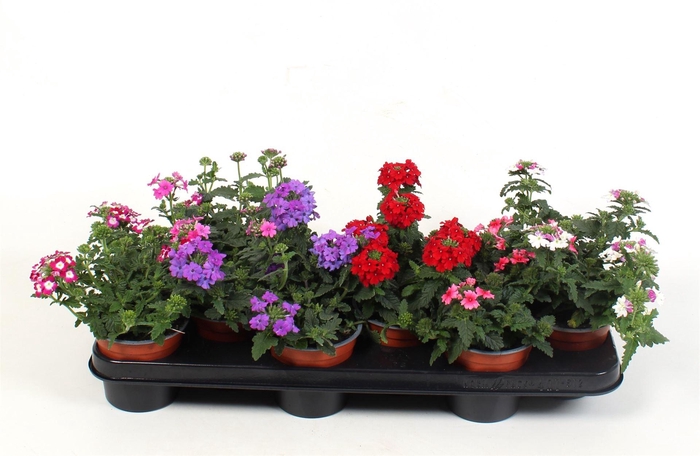 <h4>Verbena   ...mix</h4>