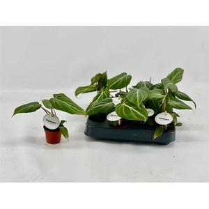 Philodendron Gloriosum 6Ø 15cm