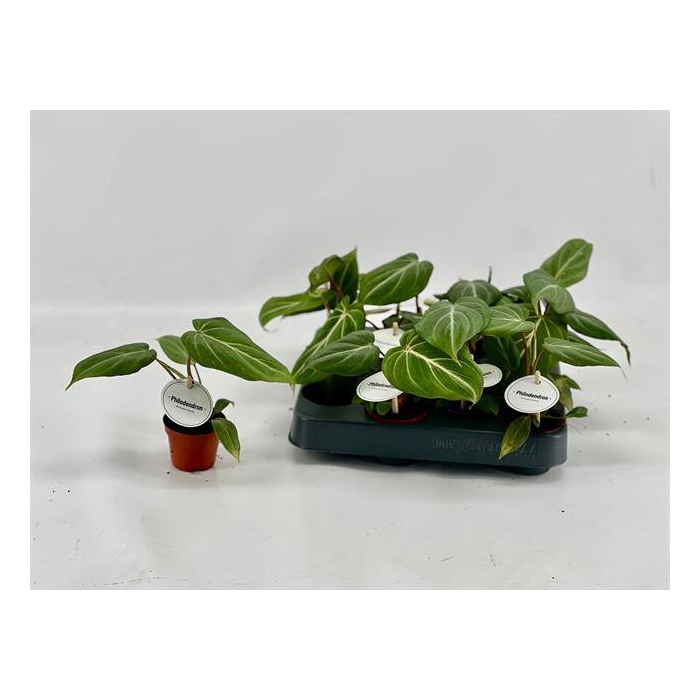 <h4>Philodendron Gloriosum 6Ø 15cm</h4>