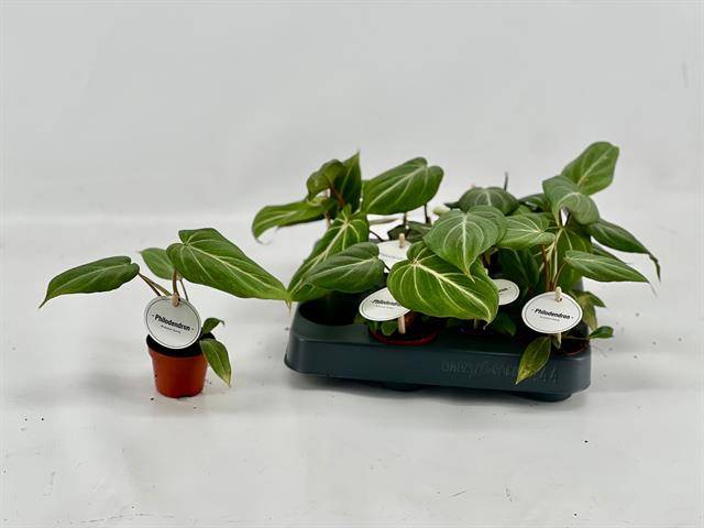 Philodendron Gloriosum 6Ø 15cm