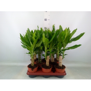 Dracaena frag. 'Steudneri'