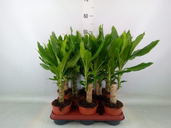 <h4>Dracaena frag. 'Steudneri'</h4>