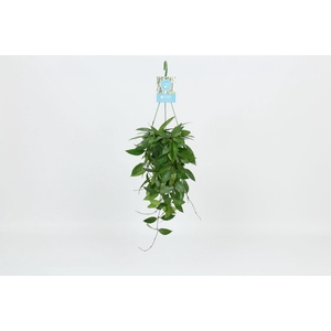 HangonGreen Hoya Memoria Gracilis 14 cm