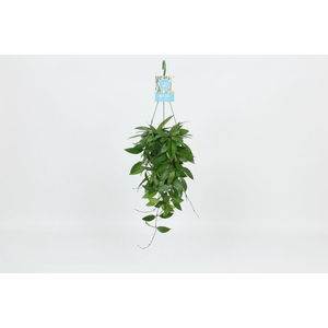 HangonGreen Hoya Memoria Gracilis 14 cm