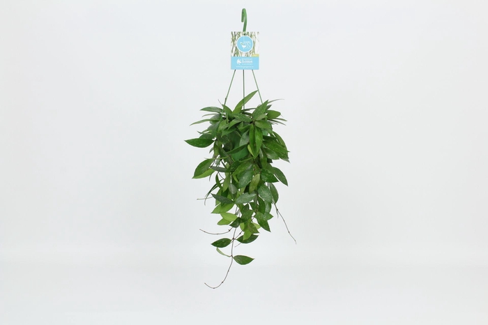 <h4>HangonGreen Hoya Memoria Gracilis 14 cm</h4>