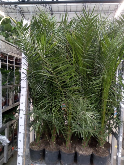 <h4>Phoenix canariensis</h4>