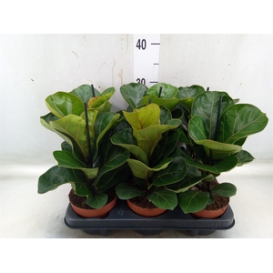 Ficus lyrata 'Bambino'