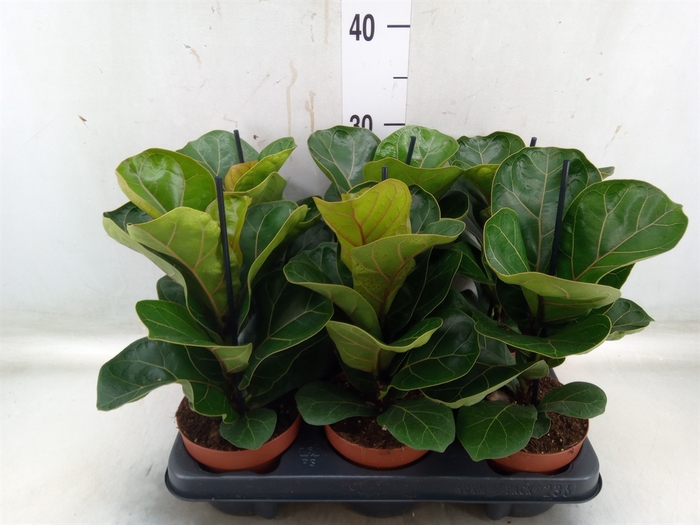 <h4>Ficus lyrata 'Bambino'</h4>