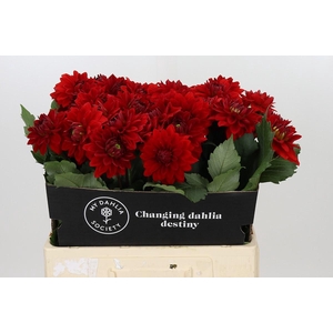 Dahlia Heatwave