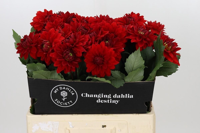 <h4>Dahlia Heatwave</h4>