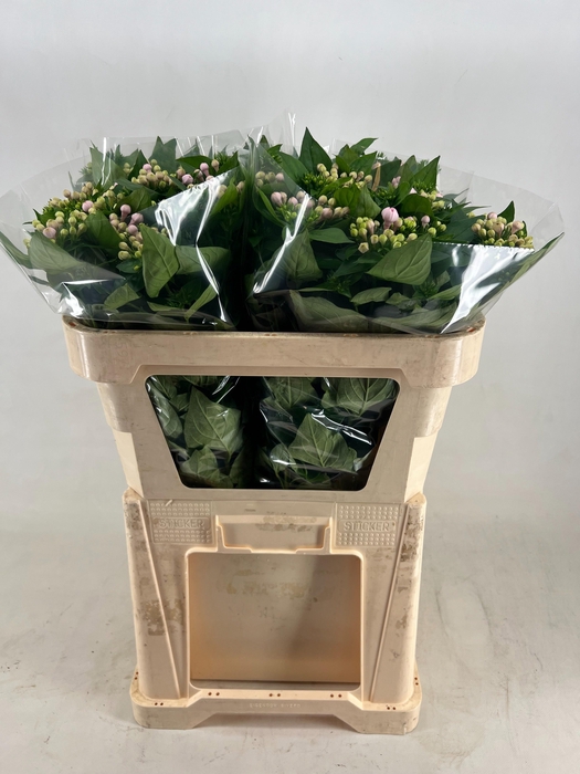 <h4>BOU DU PRINCIE IMP</h4>