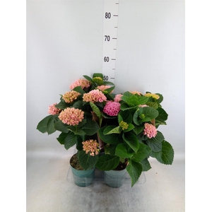Hydrangea mac. 'Magical Revolution'