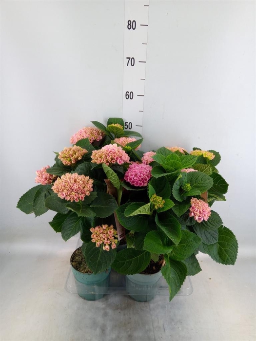 <h4>Hydrangea mac. 'Magical Revolution'</h4>