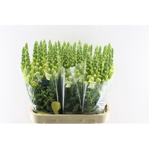 Antirrhinum Cool White