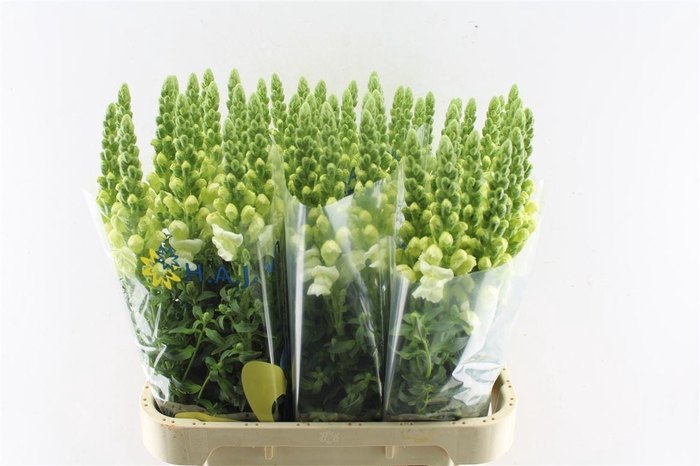 <h4>Antirrhinum Cool White</h4>