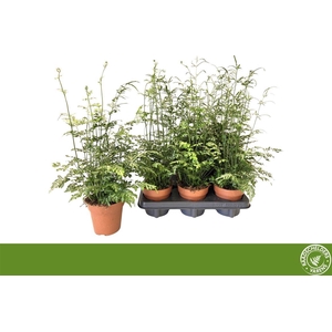 Pteris ensiformis 'Evergemiensis'