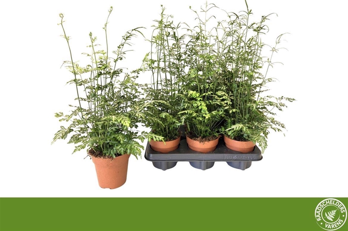 <h4>Pteris ensiformis 'Evergemiensis'</h4>