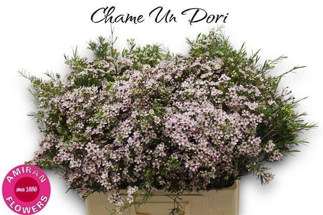<h4>CHAME UN DORI</h4>
