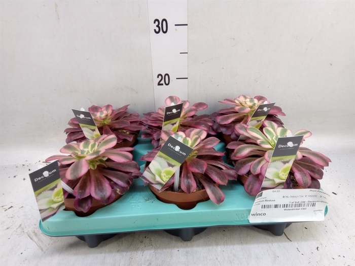 <h4>Aeonium   ...</h4>
