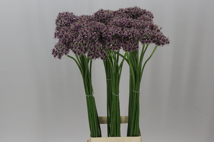 <h4>Allium Silverspring</h4>