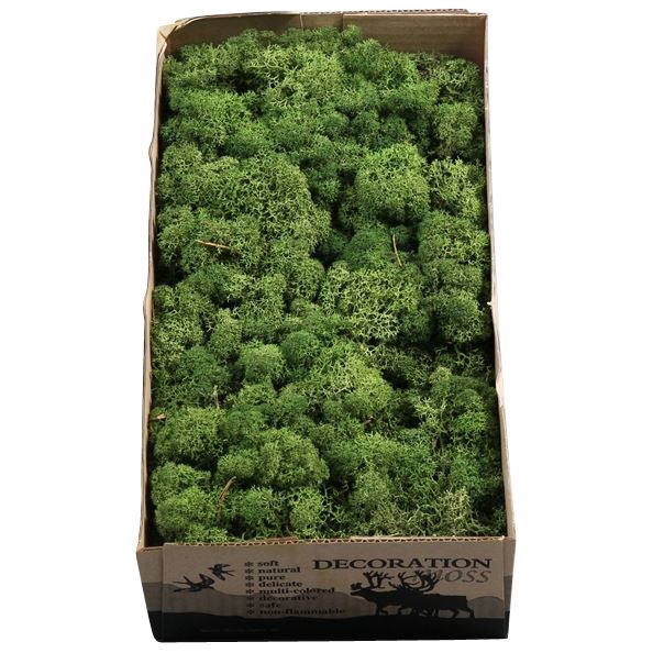 <h4>Ijslandmos (reindeer) Mos Groen</h4>