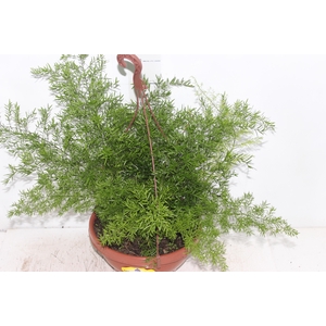 ASPARGO DENSIFLORUS CWEBE C24