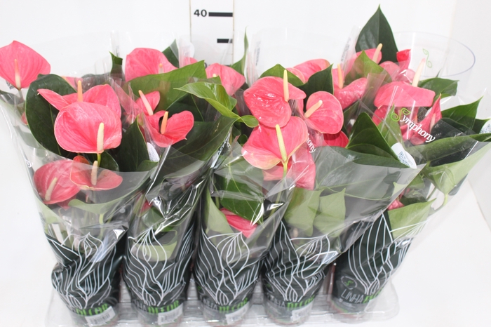 <h4>ANTHURIUM SUCCESS PINK P12</h4>