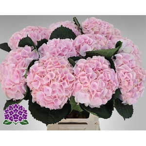 HYDR M MY PINKTOU RZ